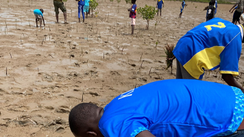 Groupe Kirène | Reboisement des mangroves dans la région de la somone